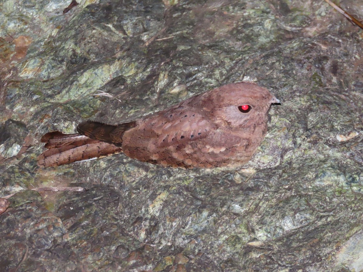 Plain Nightjar - ML637377848