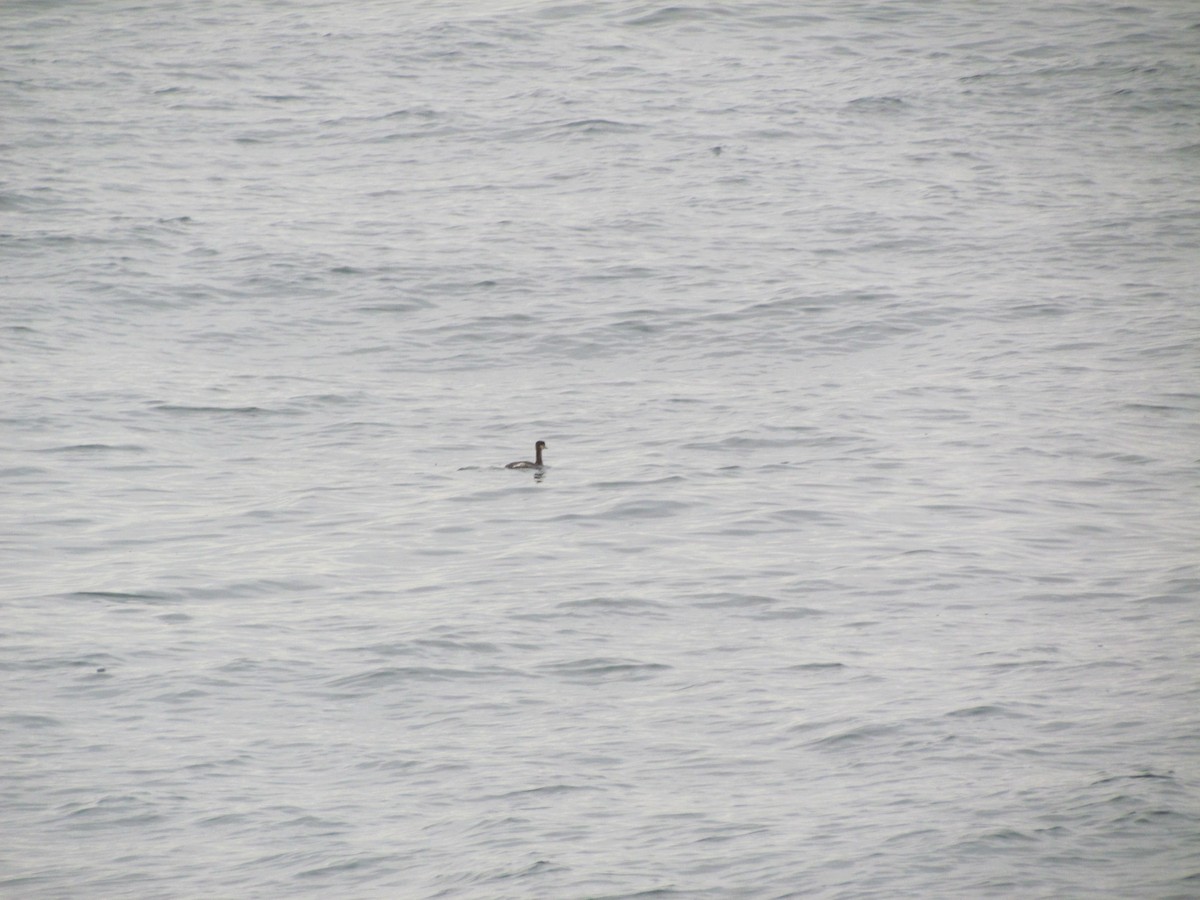 Red-necked Grebe - ML637377864