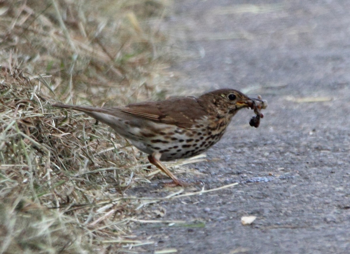 Song Thrush - ML637377940