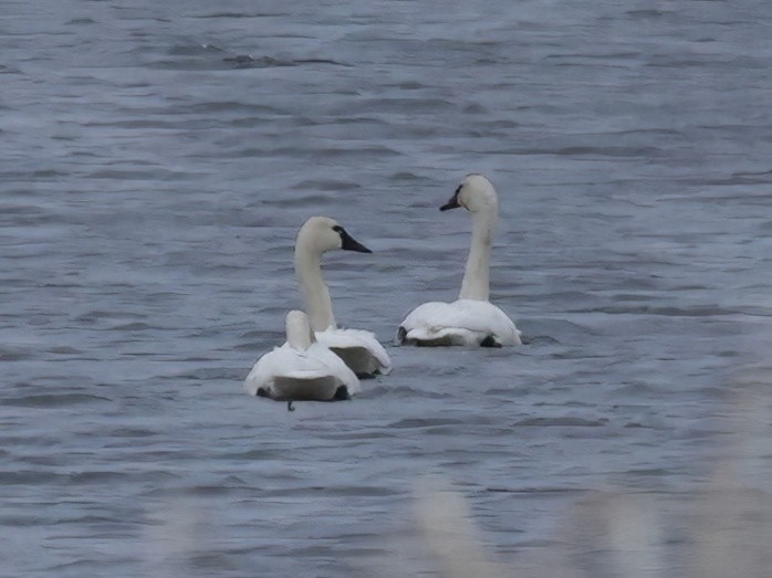 Tundra Swan - ML637378028