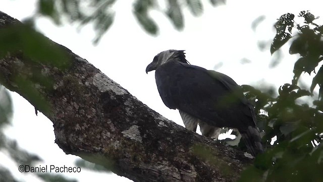 Harpy Eagle - ML637378066