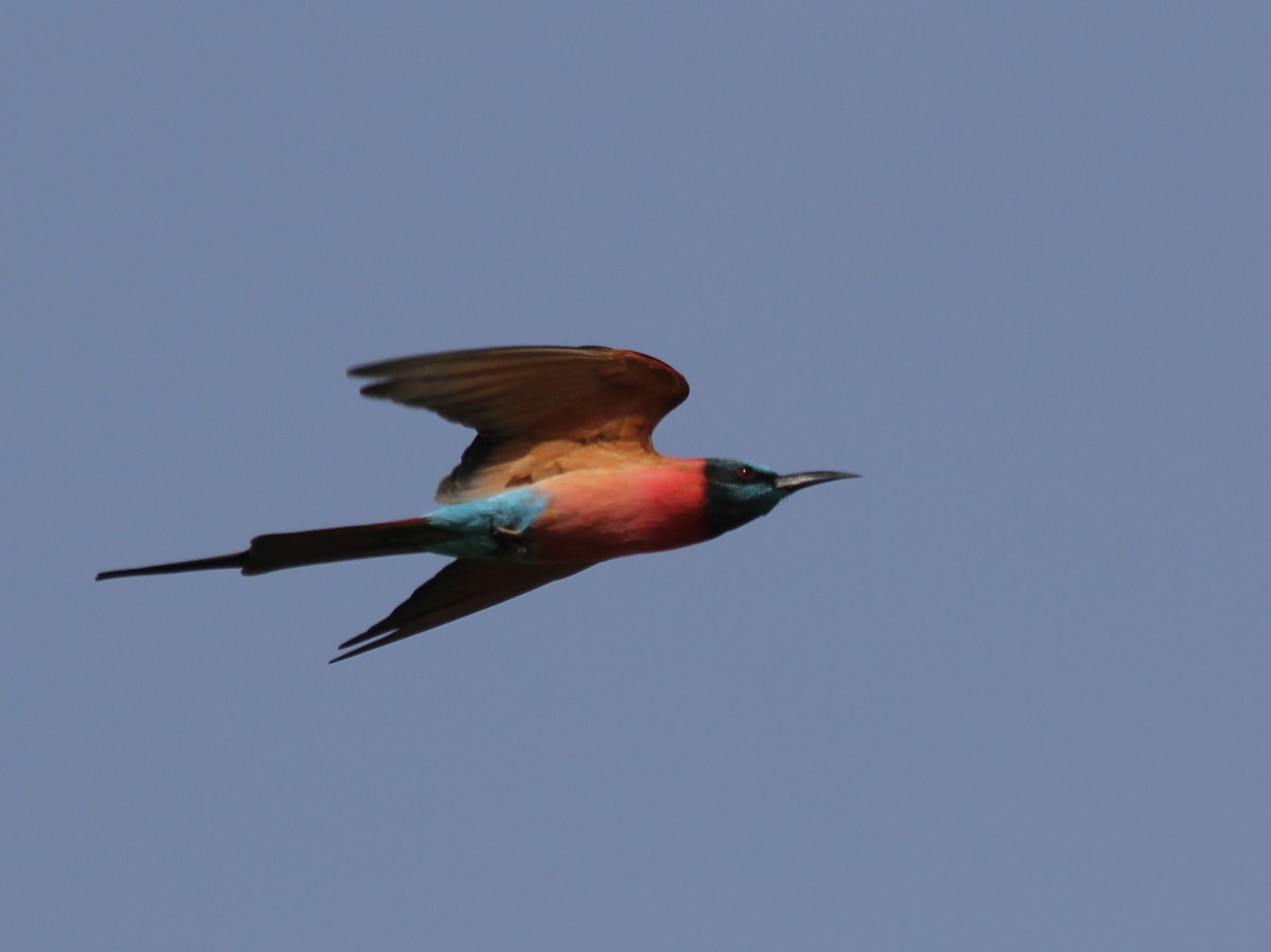 Northern Carmine Bee-eater - ML637378074