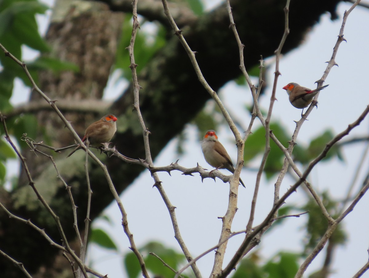 Orange-cheeked Waxbill - ML637378117
