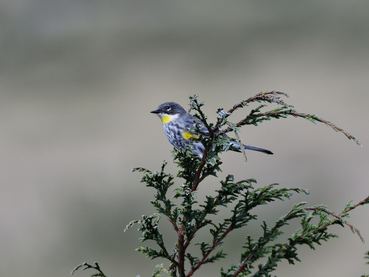 Yellow-rumped Warbler (Goldman's) - ML637378203