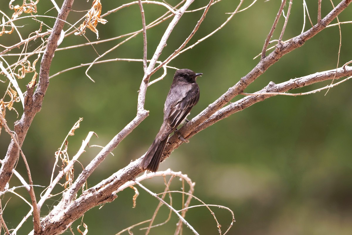 Black Phoebe - ML637378212
