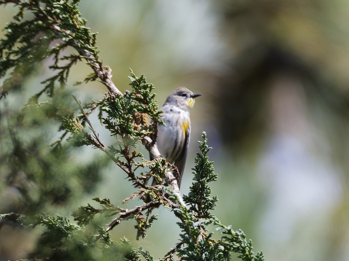 Yellow-rumped Warbler (Goldman's) - ML637378218