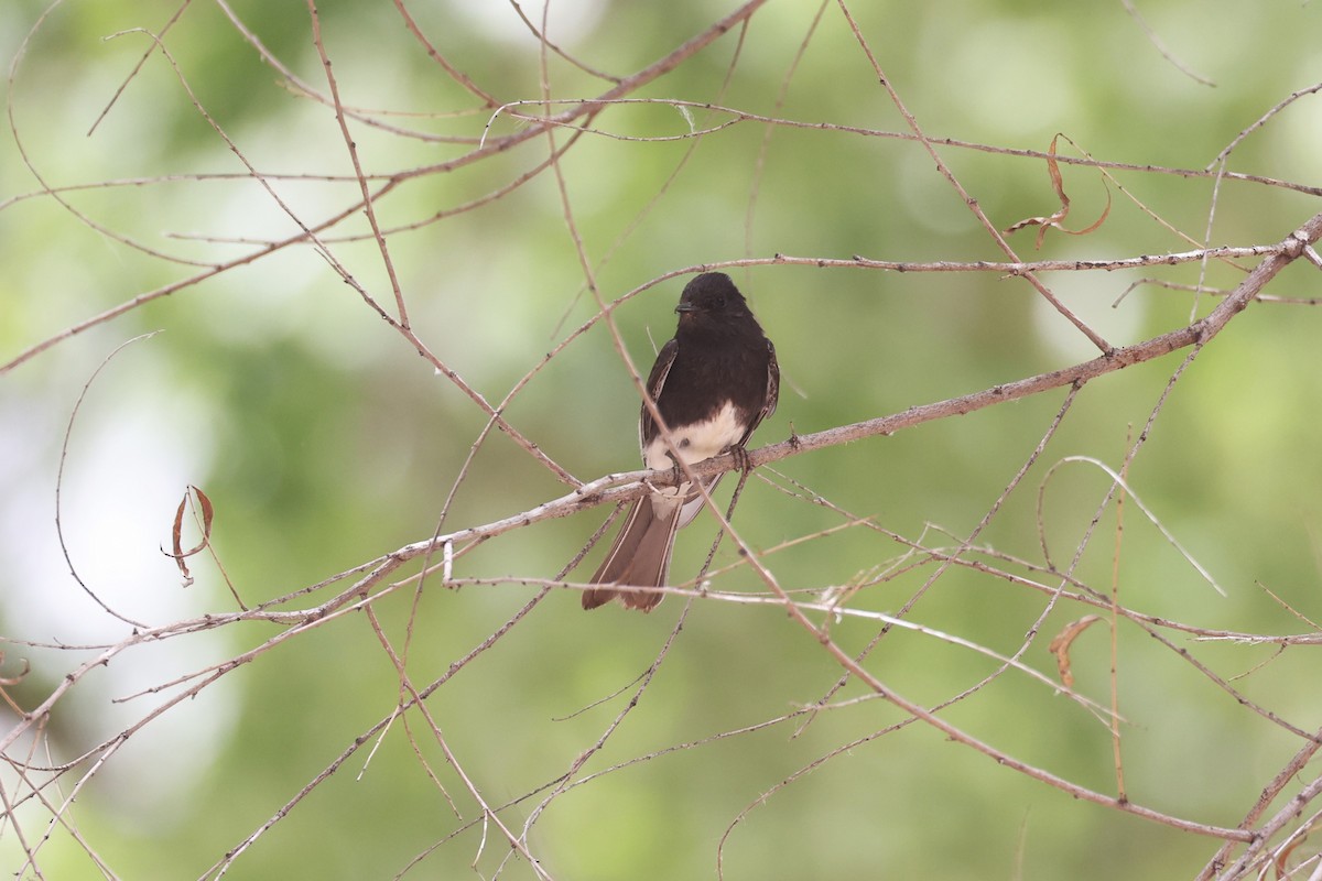 Black Phoebe - ML637378228