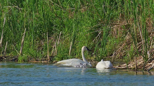 Trumpeter Swan - ML637378282