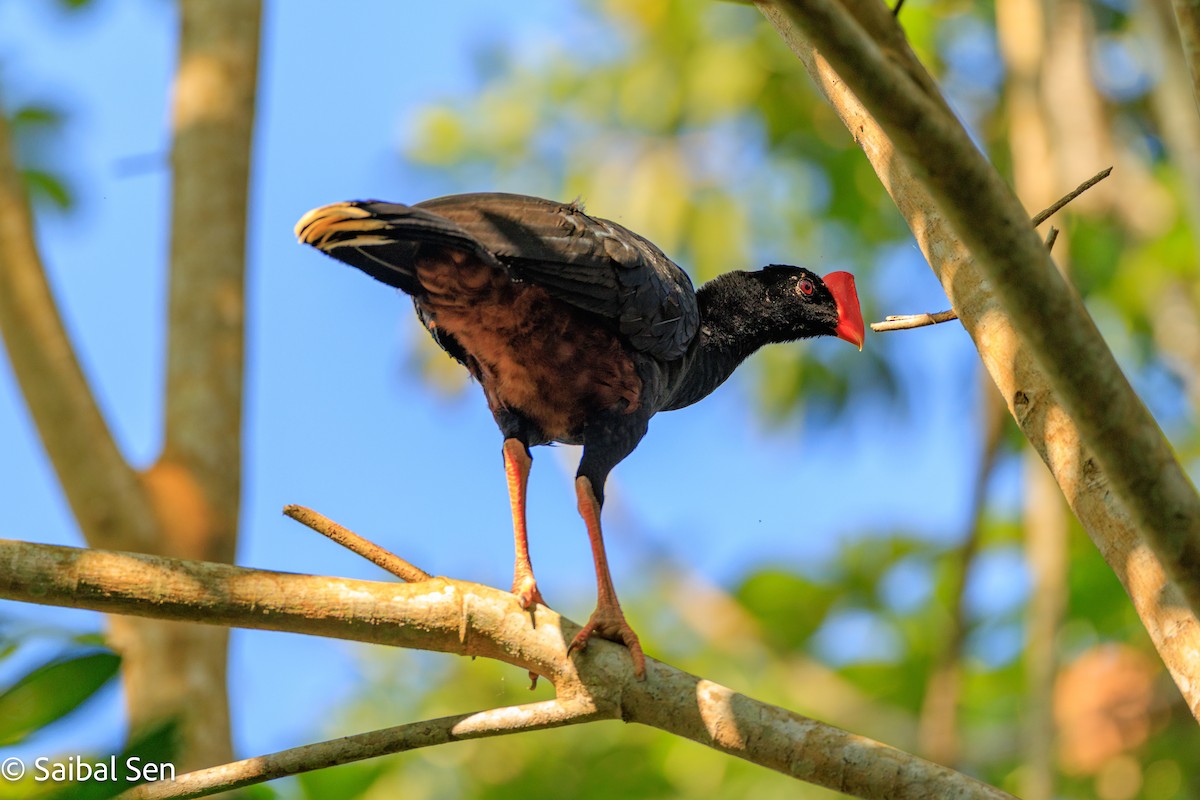Razor-billed Curassow - ML637378300
