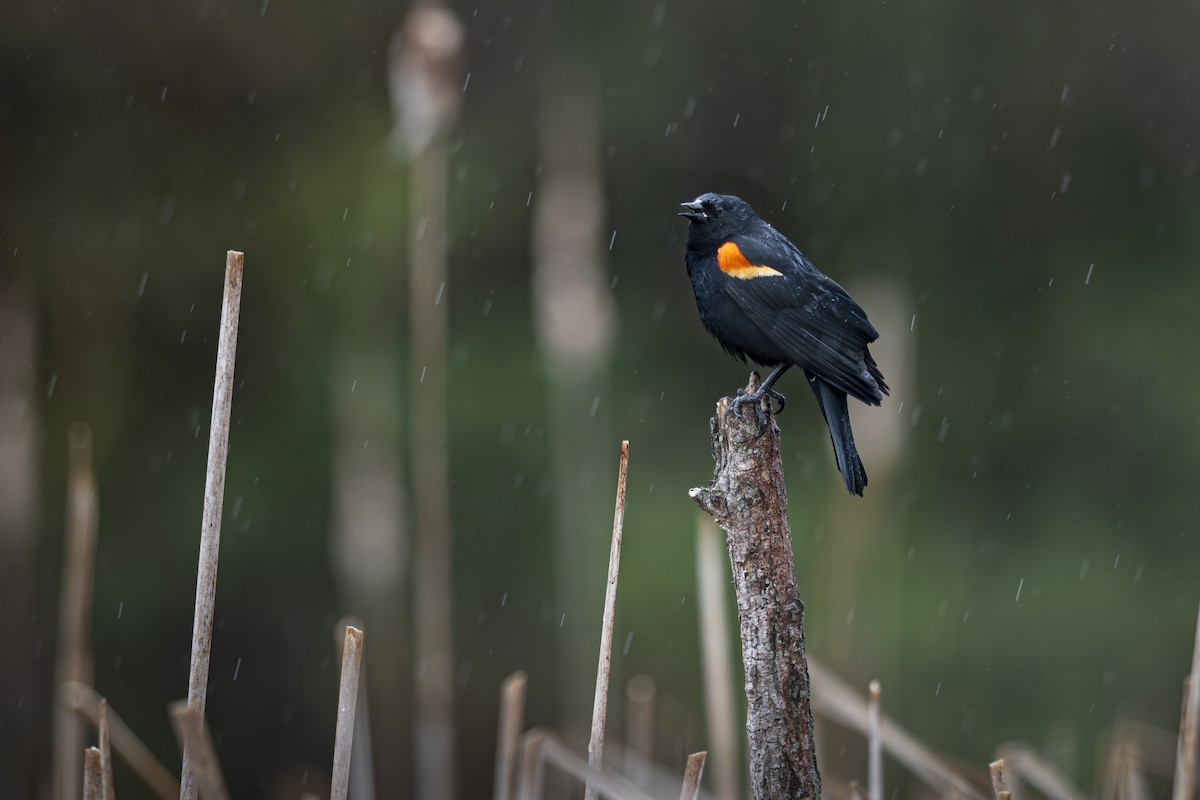 Red-winged Blackbird - ML637378301