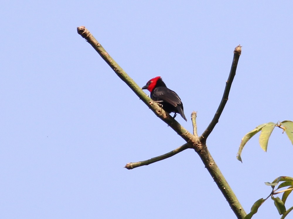 Crested Malimbe - ML637378542