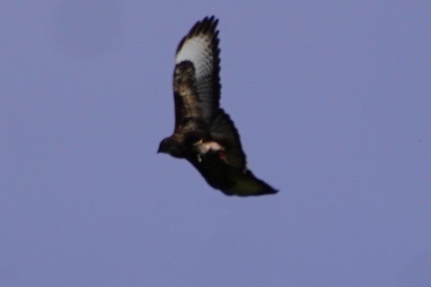 Common Buzzard (Azores) - ML637378707