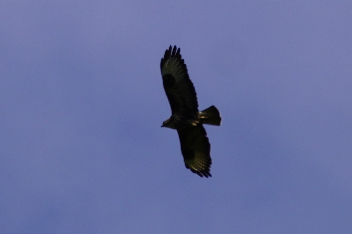 Common Buzzard (Azores) - ML637378708