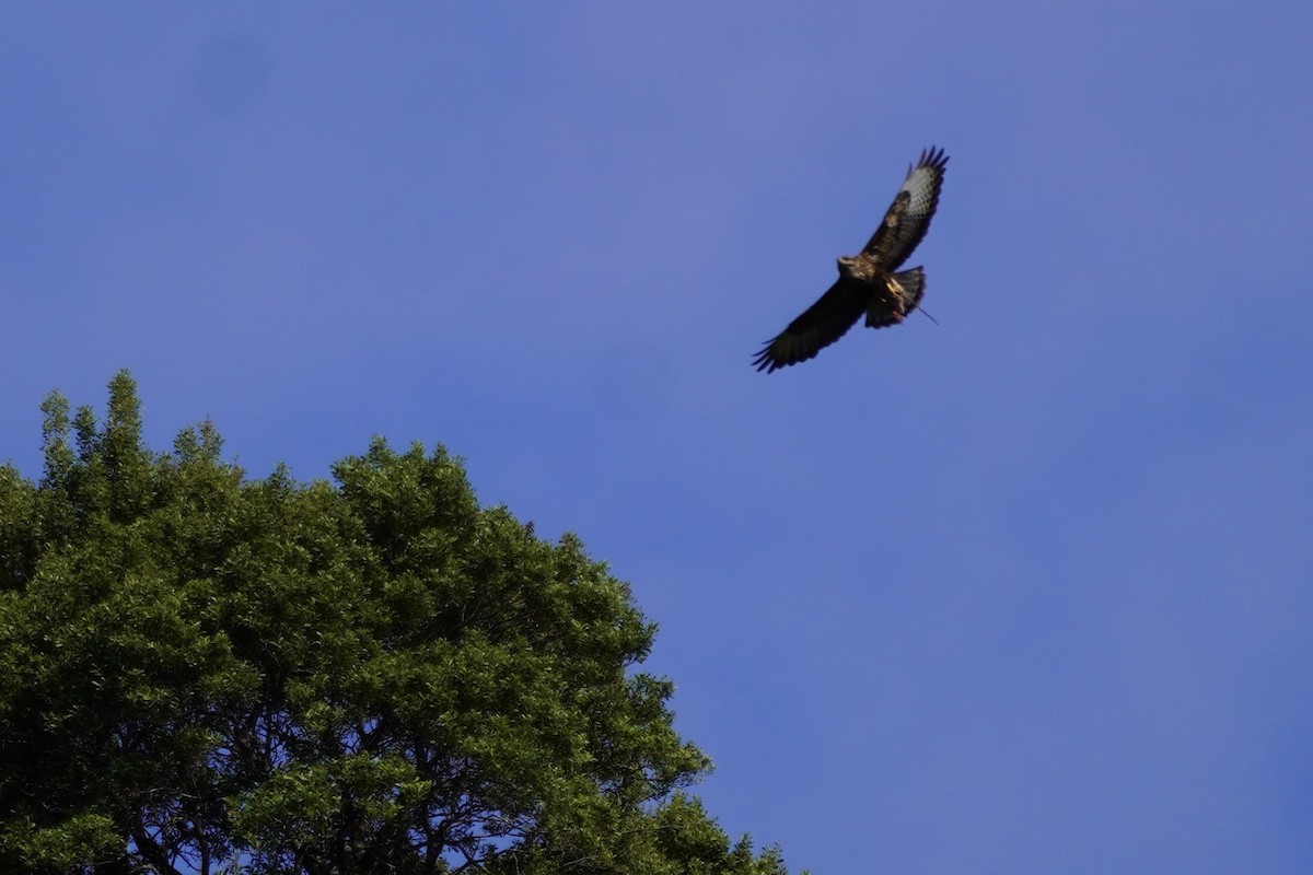 Common Buzzard (Azores) - ML637378710