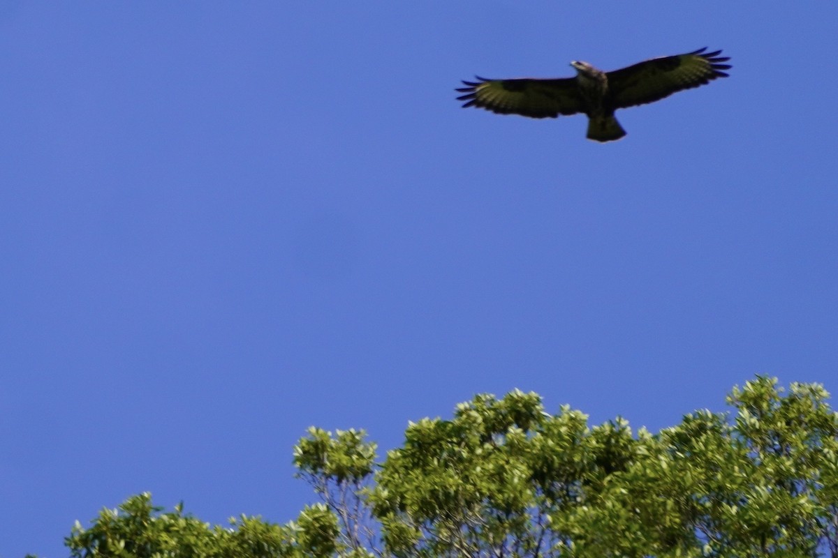 Common Buzzard (Azores) - ML637378711