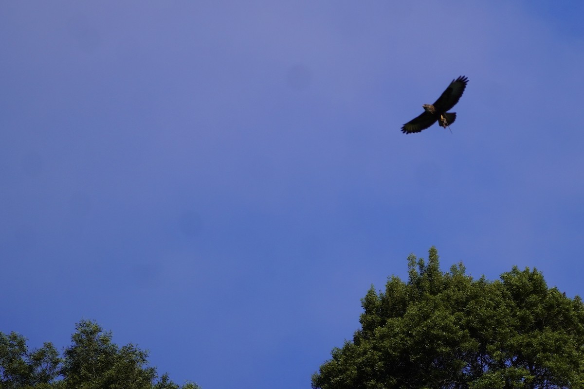 Common Buzzard (Azores) - ML637378712