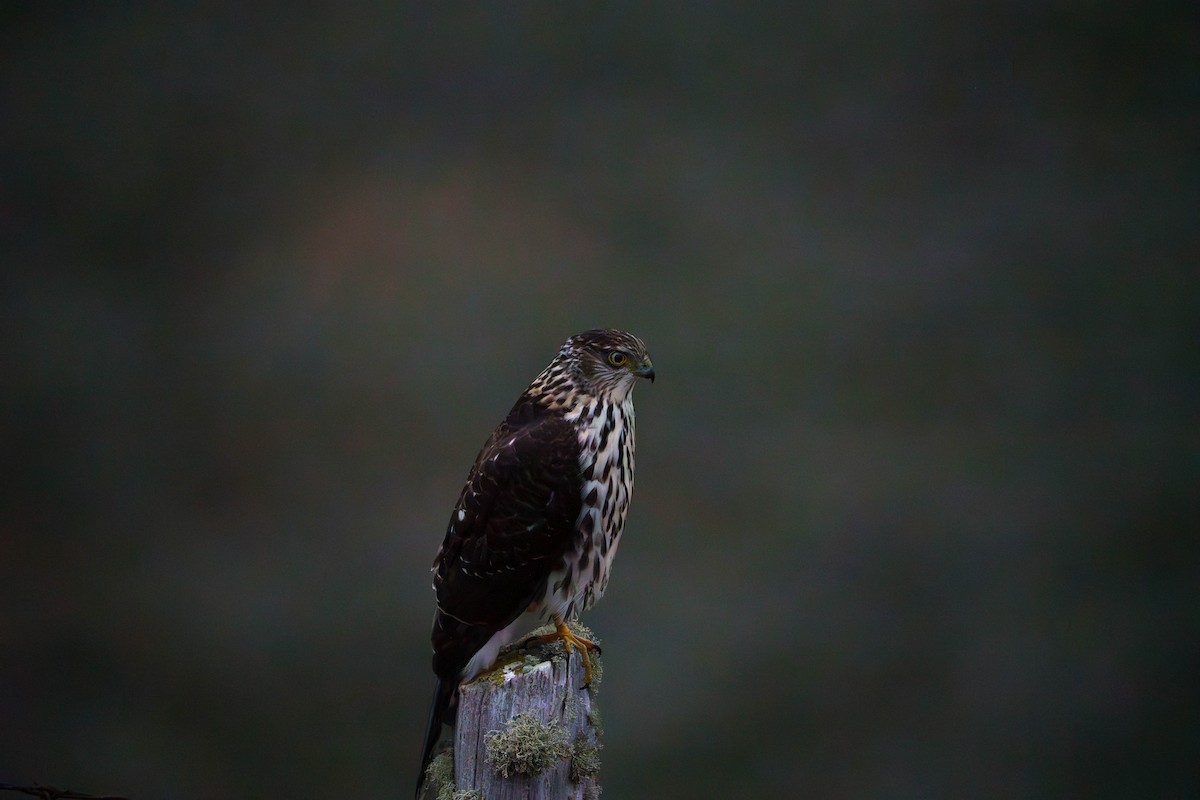 Chilean Hawk - ML637378724