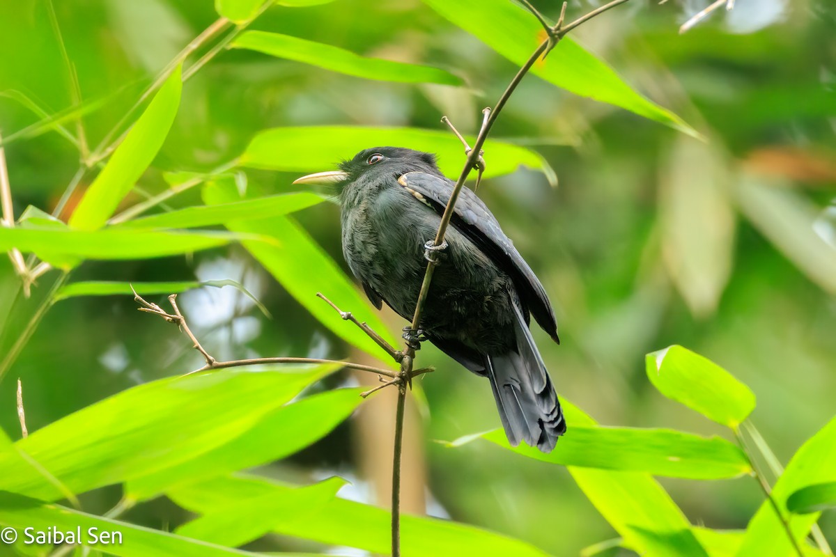 Yellow-billed Nunbird - ML637378765