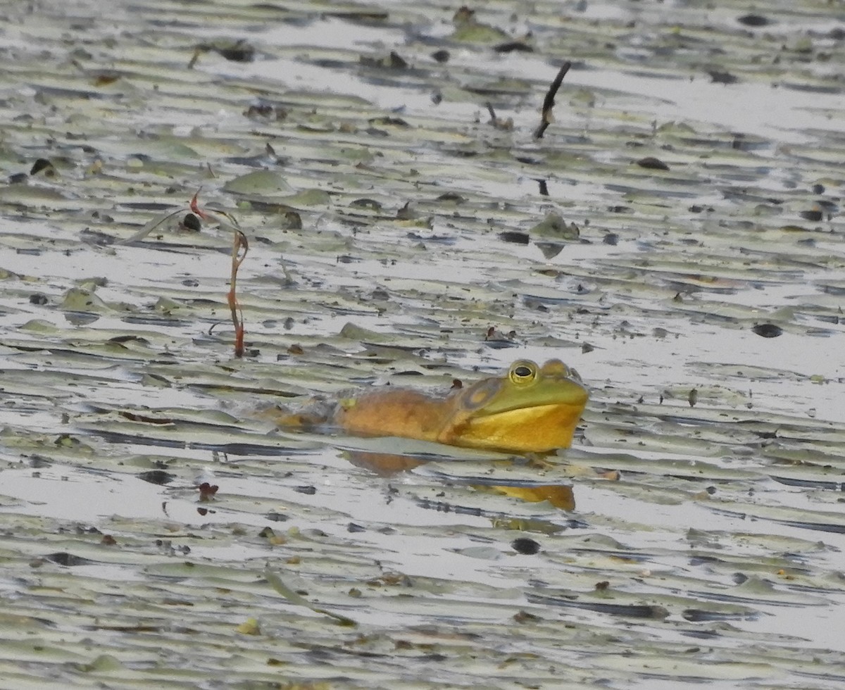 American Bullfrog - ML637378766