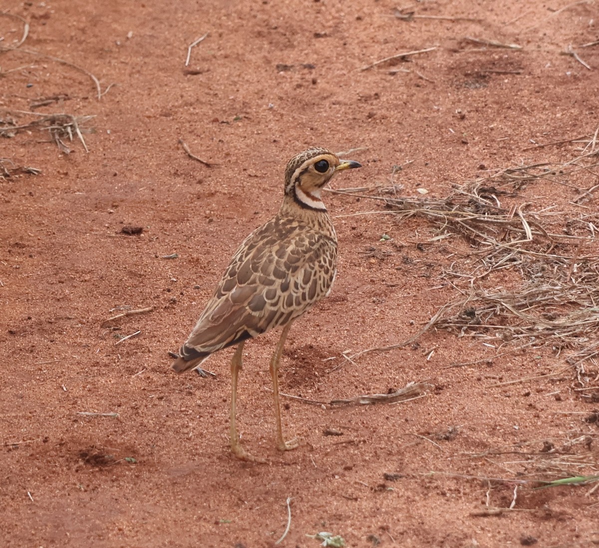 Three-banded Courser - ML637378828