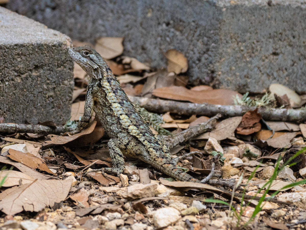 Texas Spiny Lizard - ML637378870
