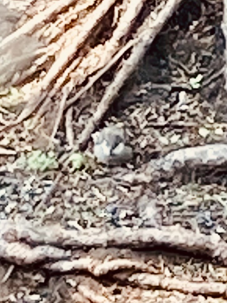 House x Eurasian Tree Sparrow (hybrid) - ML637378927