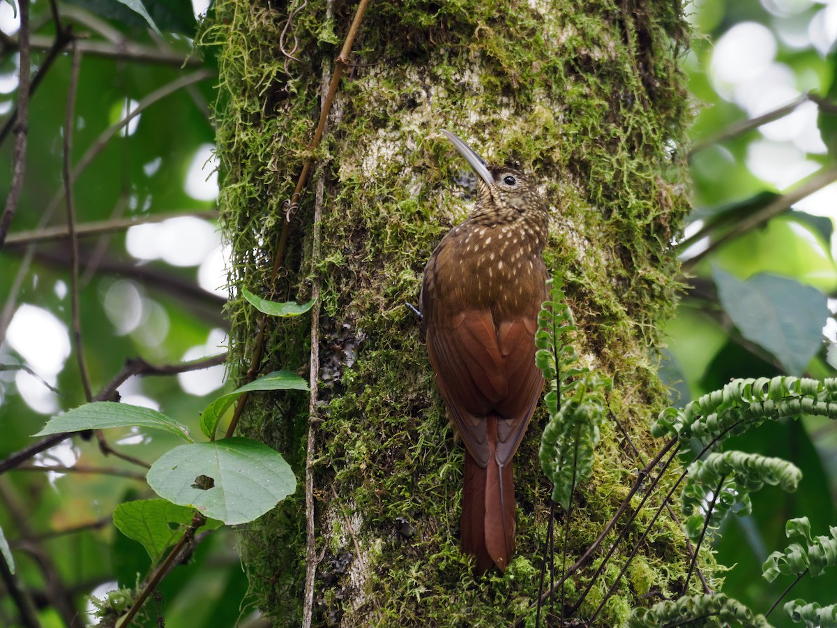 Spotted Woodcreeper (Spotted) - ML637378942