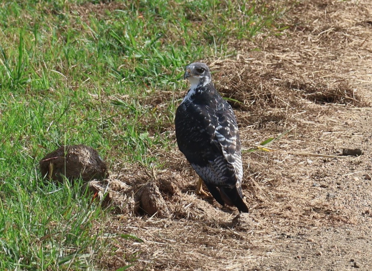 Augur Buzzard (Augur) - ML637378943