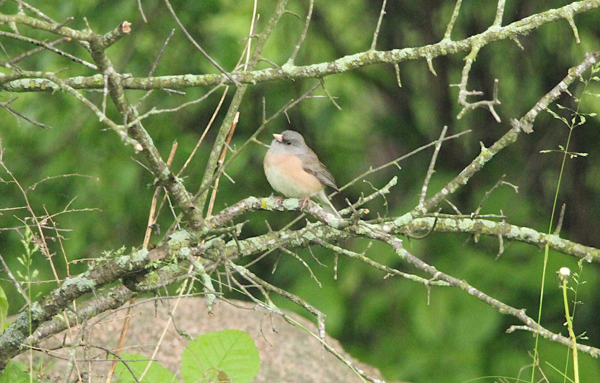 Dark-eyed Junco - ML637378947