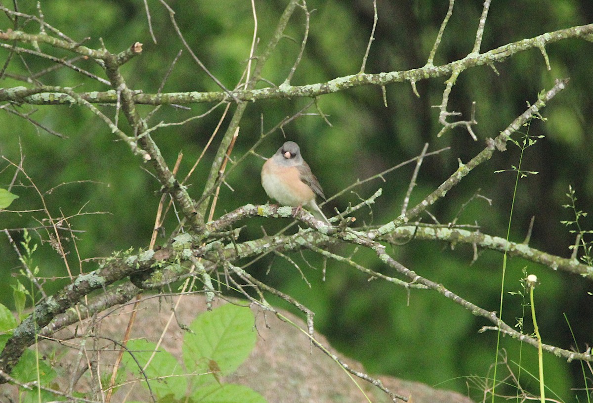 Dark-eyed Junco - ML637378948