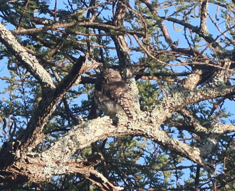 Pearl-spotted Owlet - ML637378950
