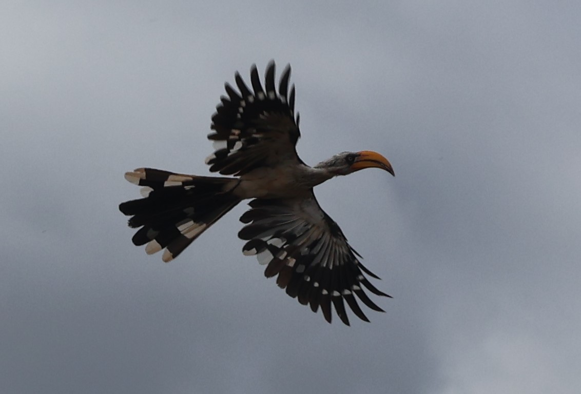 Eastern Yellow-billed Hornbill - ML637378958