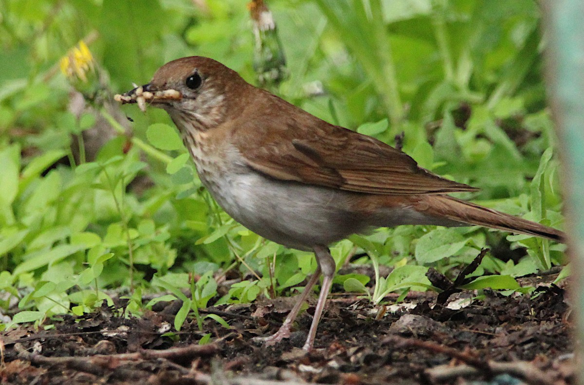 Veery - ML637378959