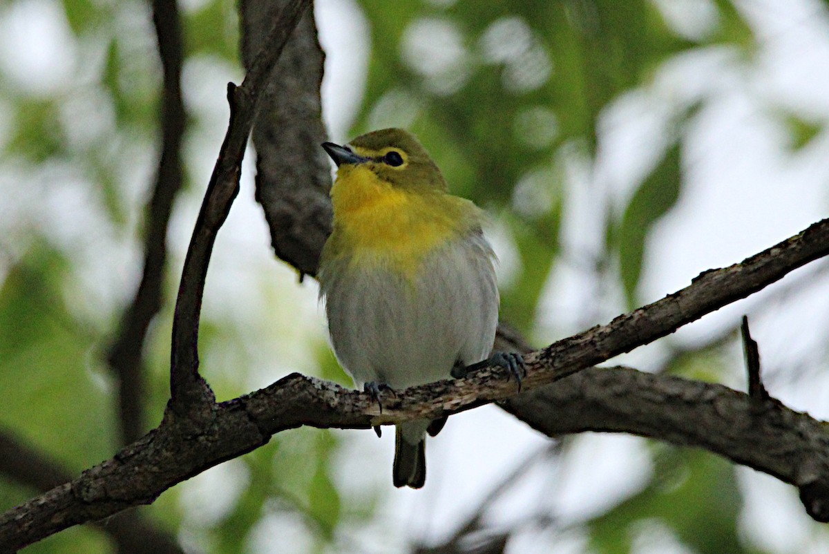 Yellow-throated Vireo - ML637378973