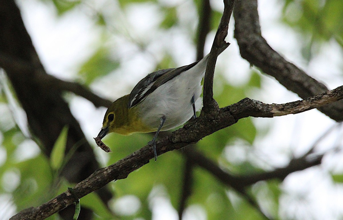 Yellow-throated Vireo - ML637378974