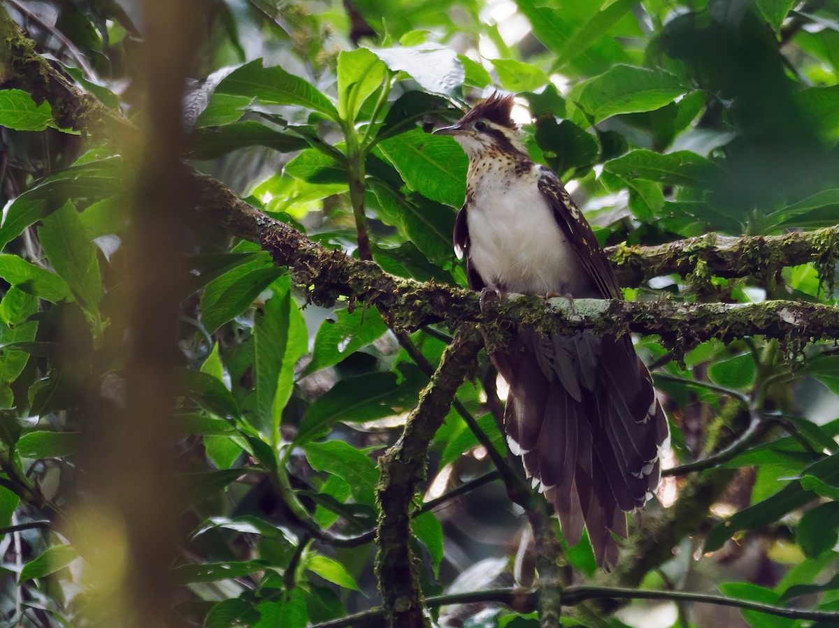 Pheasant Cuckoo - ML637378994
