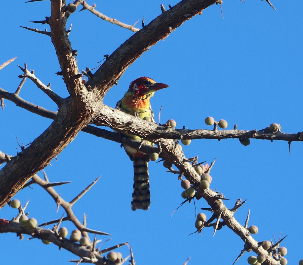 Red-and-yellow Barbet - ML637379014