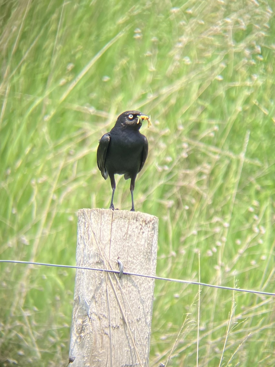 Brewer's Blackbird - ML637379016