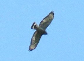 Broad-winged Hawk - ML637379032