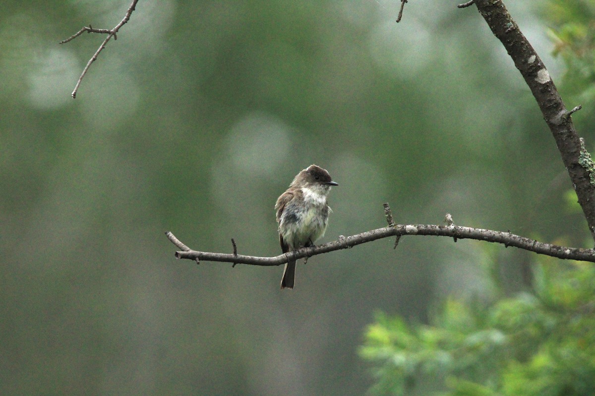 Eastern Phoebe - ML637379039