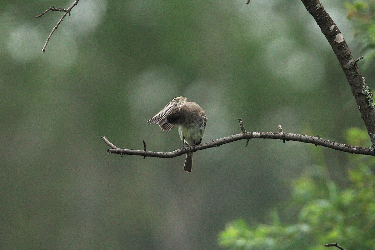 Eastern Phoebe - ML637379040
