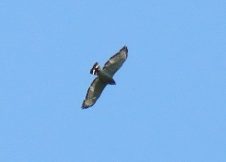 Broad-winged Hawk - ML637379054