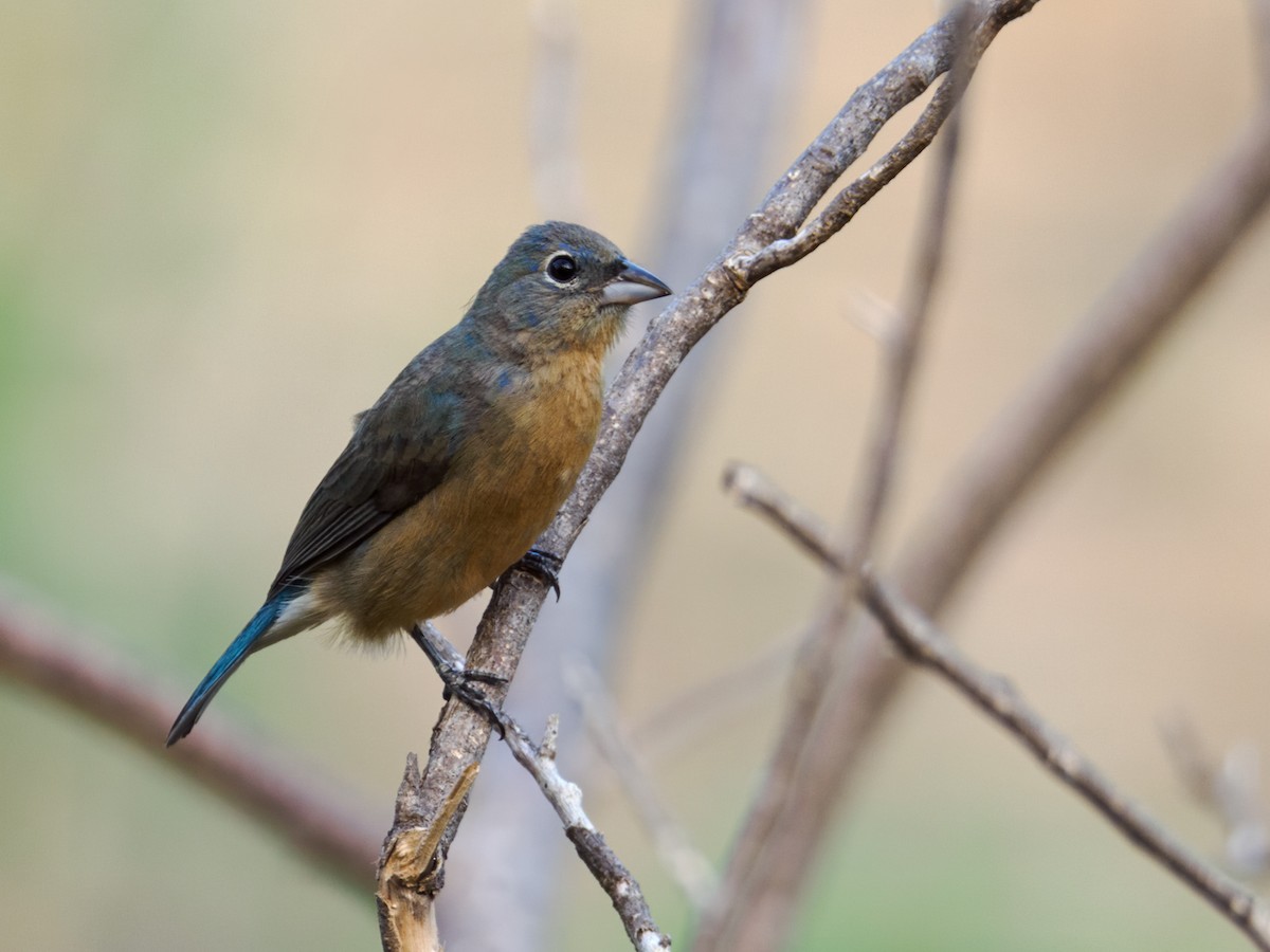 Rose-bellied Bunting - ML637379087