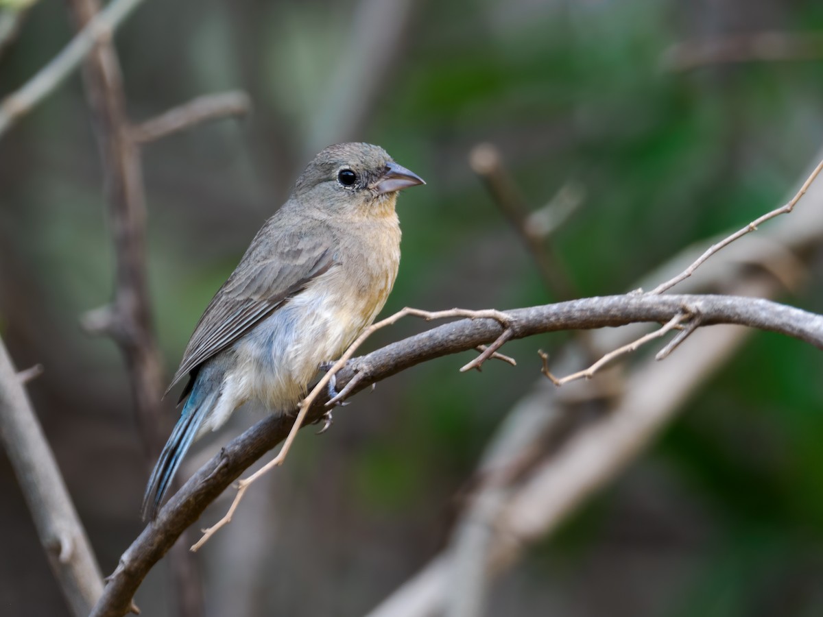 Rose-bellied Bunting - ML637379091