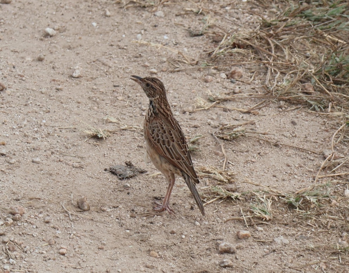 Red-winged Lark - ML637379109
