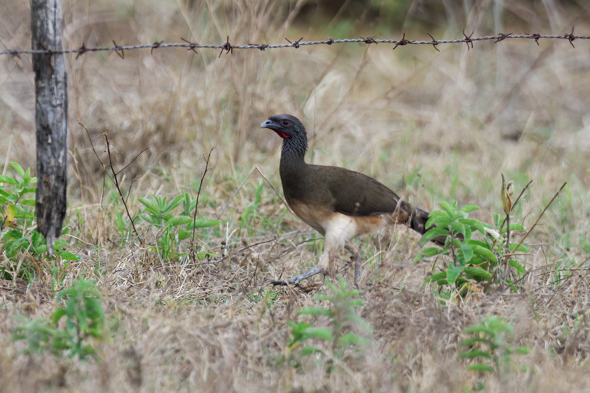 White-bellied Chachalaca - ML637379143