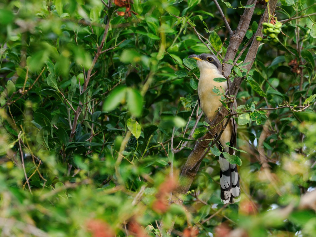 Mangrove Cuckoo - ML637379145