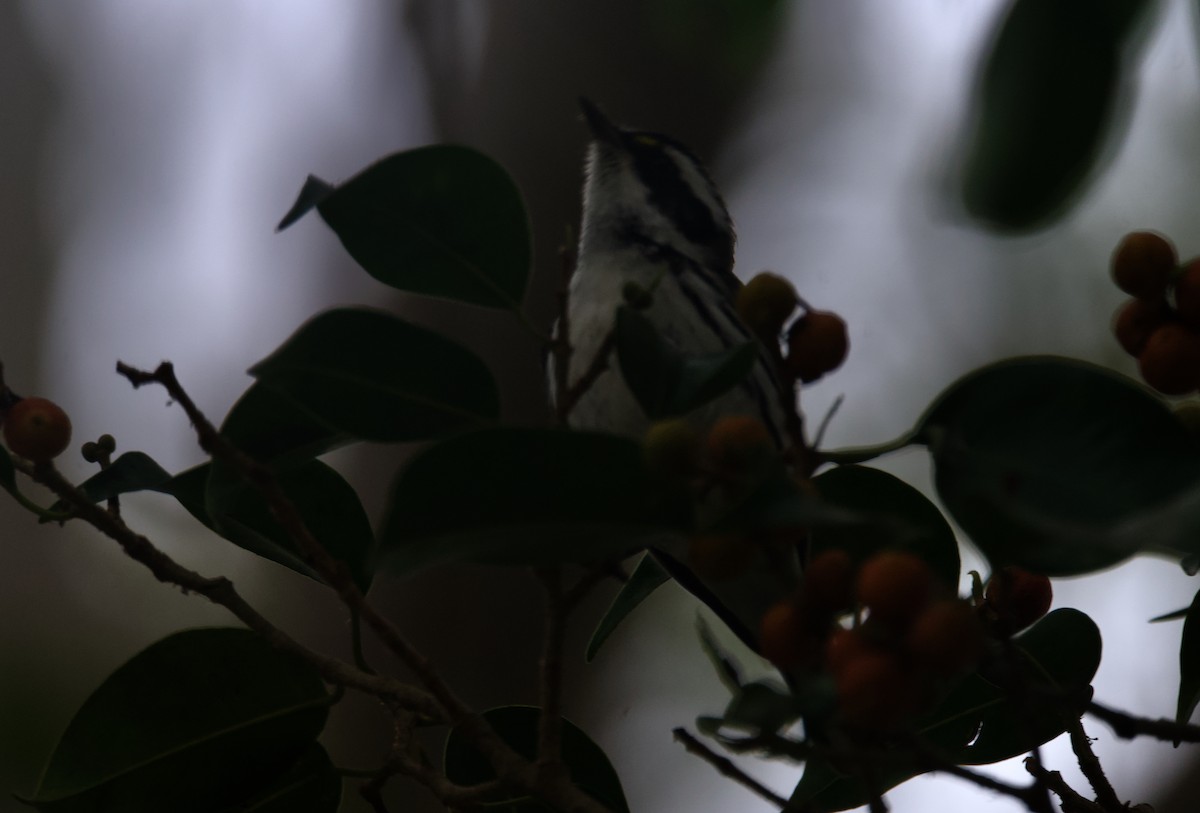 gråparula - ML637379190