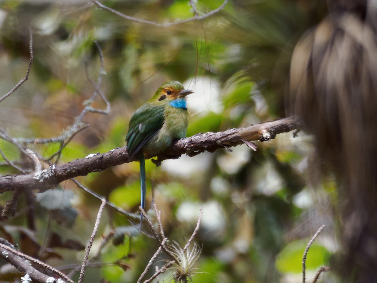 Blue-throated Motmot - ML637379206