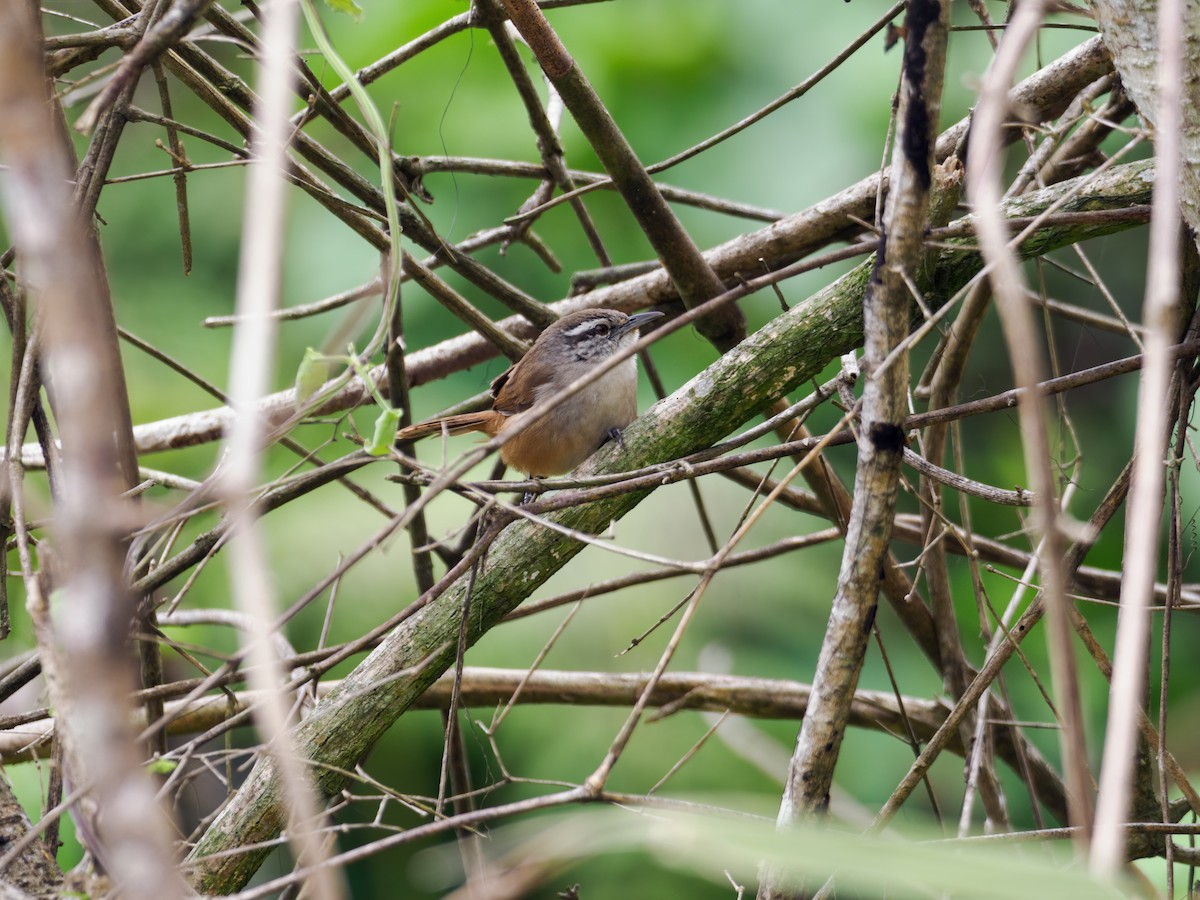 Cabanis's Wren - ML637379249